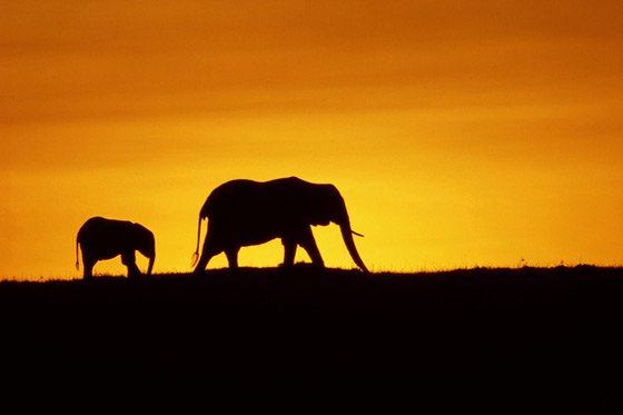 Disney Nature/ BBC/ Discovery Chanel, 2009